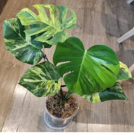 Ilovevariegated