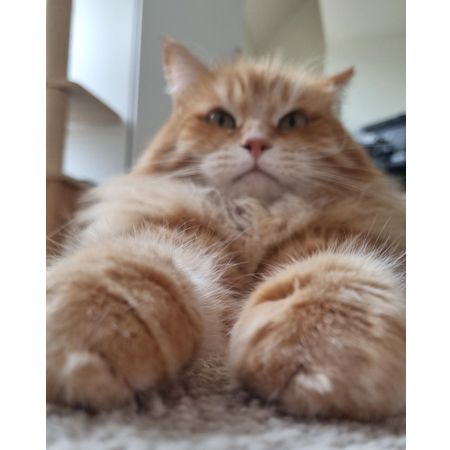 kittenlover666
