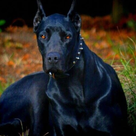 dohound