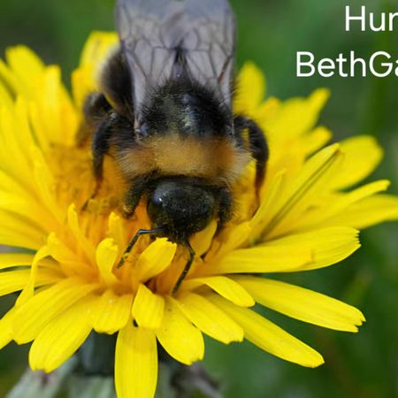 BethGarden