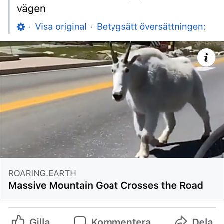 bergsgeten