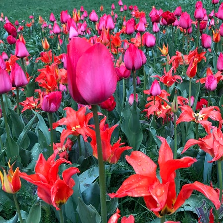 Urklischt