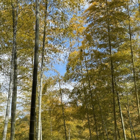 Åsaa
