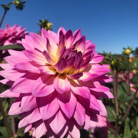 Flower3