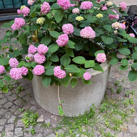 Louise Reibel strömberg