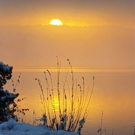 skogsdimma