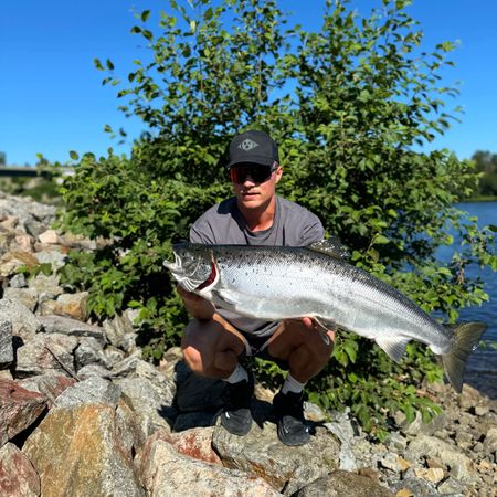 fillefish