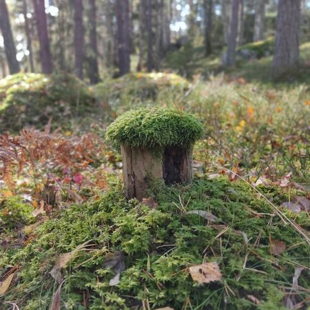 FrökenGloom