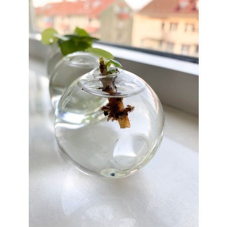 Plantpenny