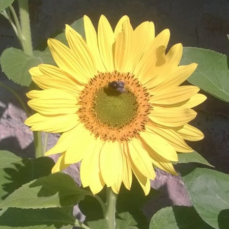 PurpleOrchidBee