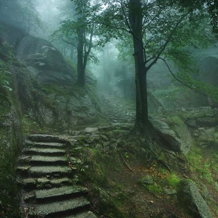 Kvickskogen