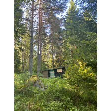 Trädskog