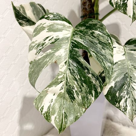 PlantisocialDK