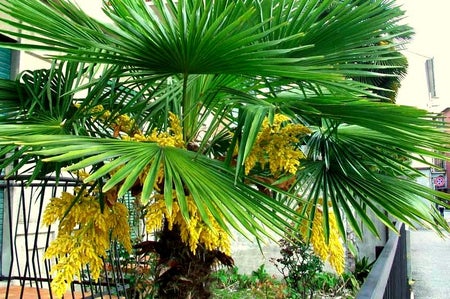 Palmfrö