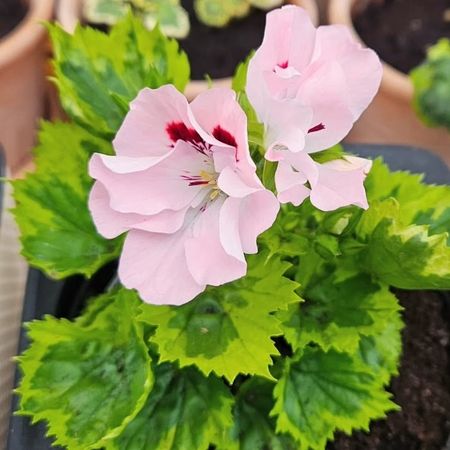 neaspelargoner