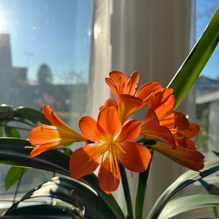AlilaClivia