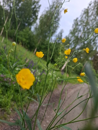 Sommar-76