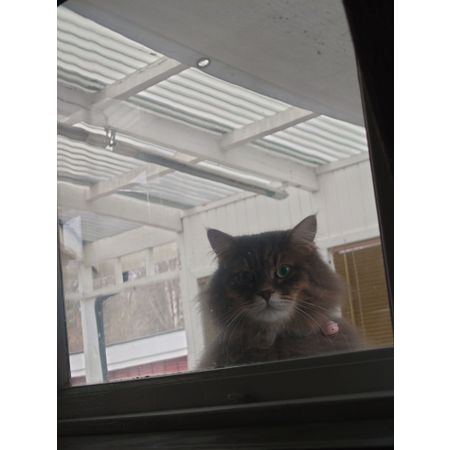Katttjejenozzy