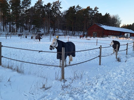 hästsko48