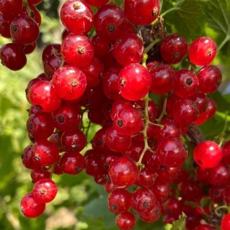 sweetberry1