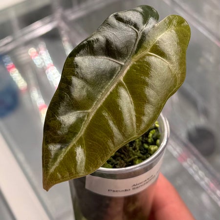 Plantxaa