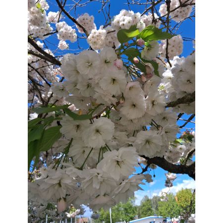 SOMMARHALVÅR