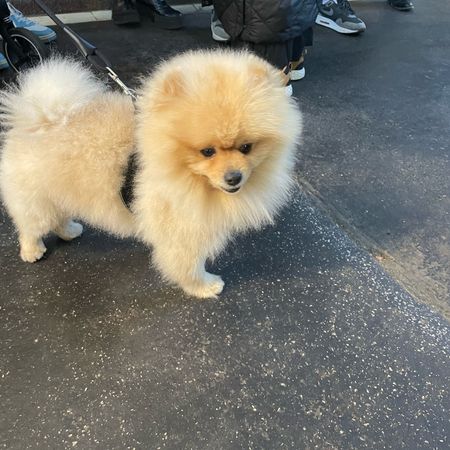 mocha-pom