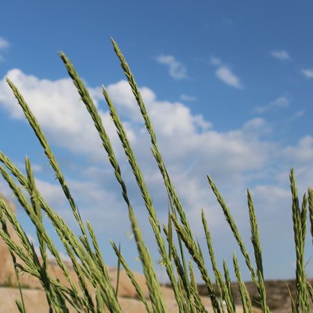 Piccizen