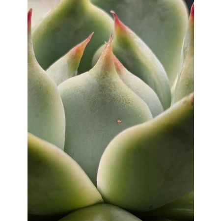 everlasting_universe