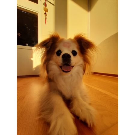 saga_swensson