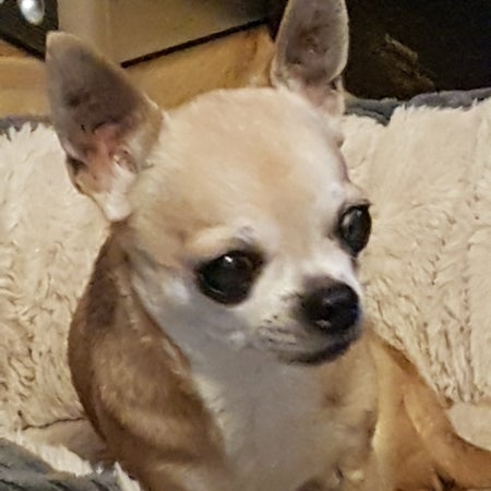 lilliputt