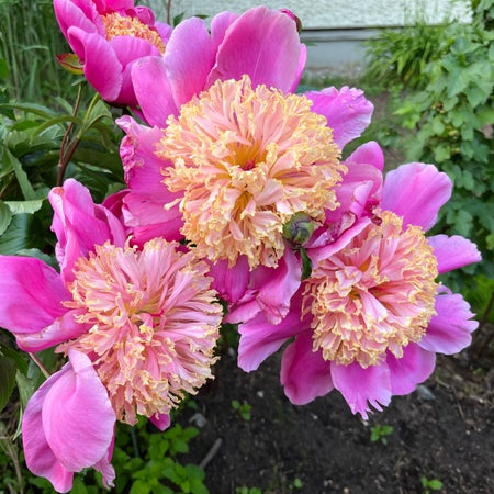 Alitchen
