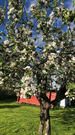 Linnskan_H