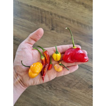 Chilifantast