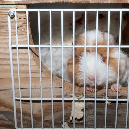 elinoresloppis