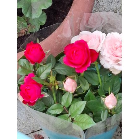 26april