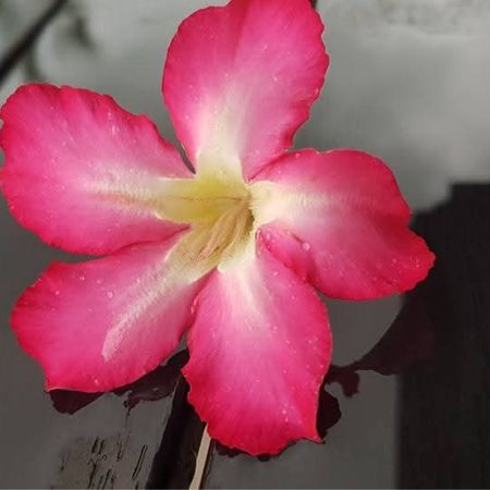 LittleMissSunshine81