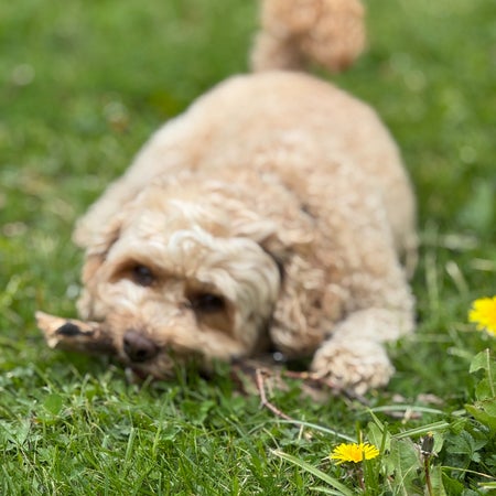pandapondus