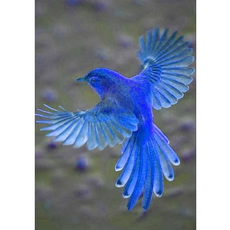 Mybluebird