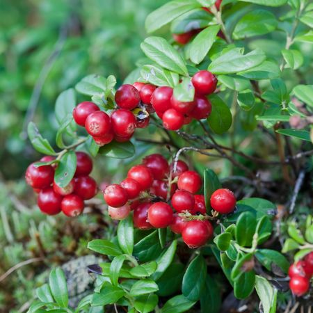lingondricka99