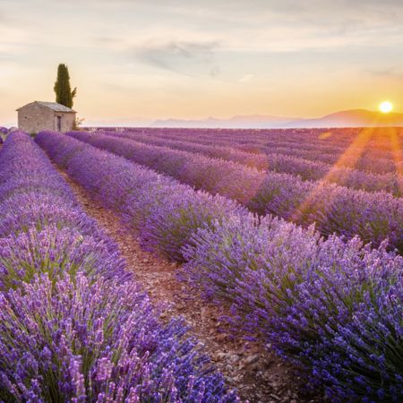 Lavendel25