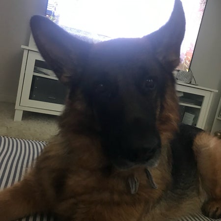 Zhycko2019