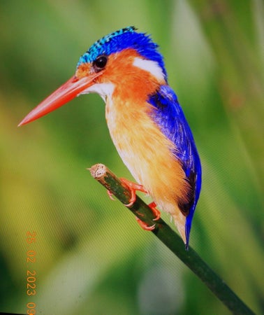 TomiNova