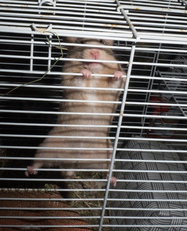 elinoresloppis