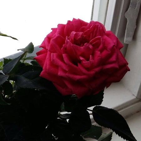 Atumnmorning