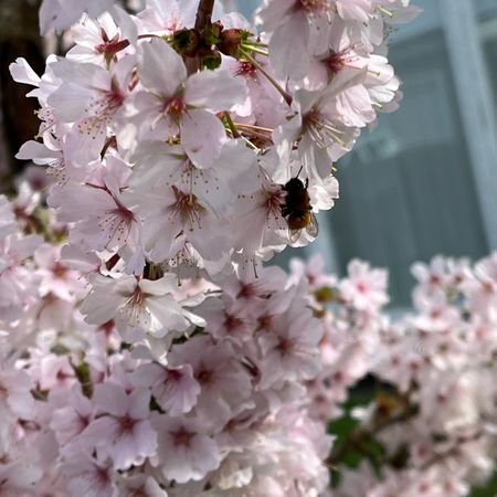 cherry0