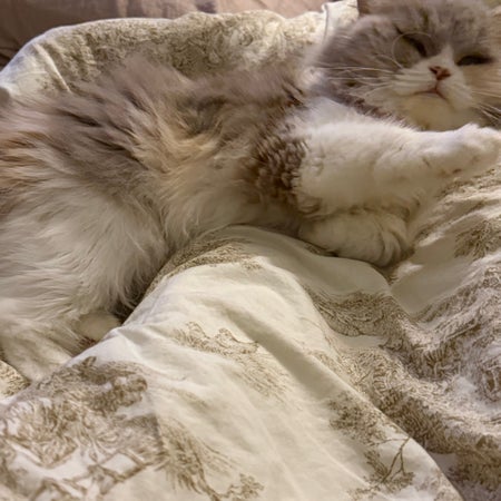PM87