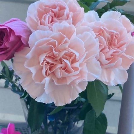 eleonor_84