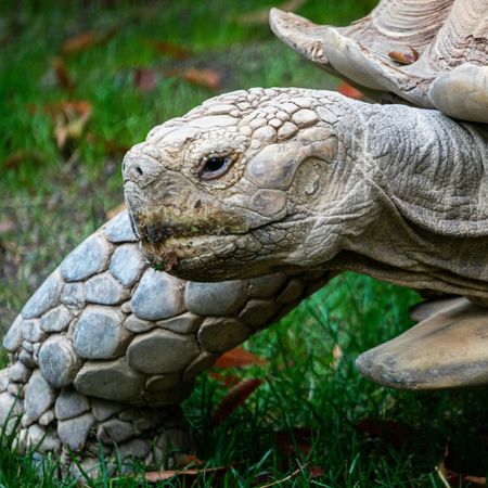 relaxed_tortoise