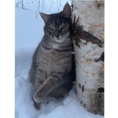 Budda_cat
